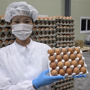 파손보장 난각번호1번 자연방목 무항생제 유정란 대란 특란 20구