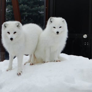 일본홋카이도 훗카이도 오타루 노보리베쓰 5일 아사히야마동물원