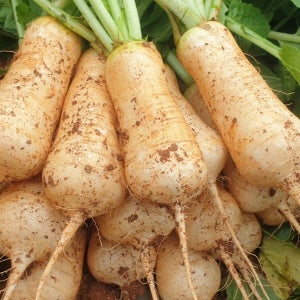 달큰 알싸한 알타리무 10kg