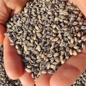 국산 유색 찰보리 쌀 1kg