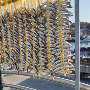 강원도 알배기 반건조양미리