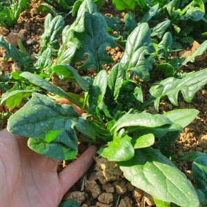 [무료배송] 달큰한 남해 노지 시금치 1kg