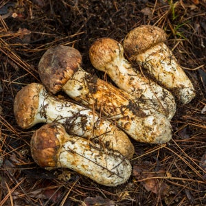 향이 오래가는 귀한 강원도 자연산 송이버섯 1등품 선물세트 500g(냉동)