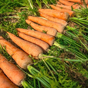 아삭한 단맛이 일품 제주 구좌 흙 당근 3kg