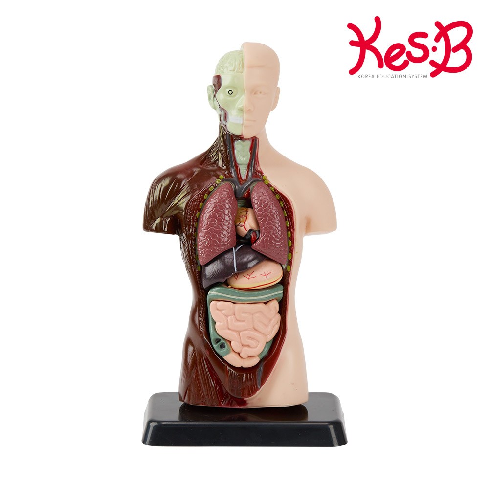 <b>네이처</b> 인체해부모형(2779)  없음  1개