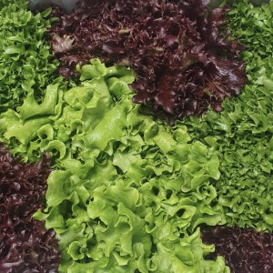 아삭아삭 부드러운 유럽 상추 모듬 1kg