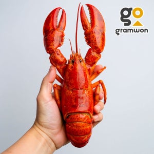 그램원 캐나다 자숙 랍스터 1마리 (400/450) 바닷가재 냉동 랍스타