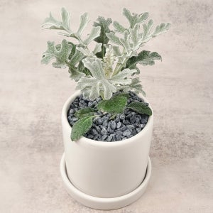 은백색 매력 백묘국 (10cm 포트)