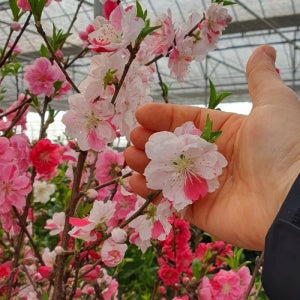 수양삼색도화 삼색수양도화 접목1년생특묘 꽃복숭아나무 묘목 수양 꽃복숭아 정원 조경나무 (같이가치농원)