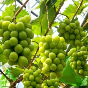 (정또정) 산지직송 샤인머스켓 GAP 인증 2kg 4kg 특품 상품 가성비 - 프리미엄 GAP 인증 샤인머스켓 산지직송 고당도 청포도