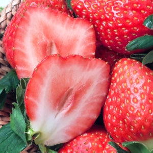 큼지막한 무농약 주먹 설향 딸기 1kg내외 (500g 2팩)