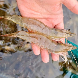 제철맞은 탱글탱글한 새우 대하 1kg (28~35미)