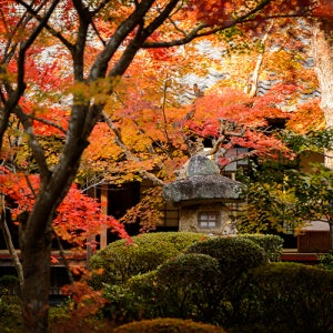 삿포로2박3일 패키지 삿포로 3박4일 6월 북해도라벤더 축제 가족해외여행