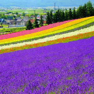 일본4박5일여행 패키지 홋카이도 3박4일 도야 호반 6월 북해도포함 삿포르여행 특가