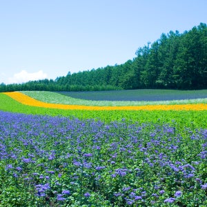 12월삿포로여행 패키지 3대온천마을 숙박 게요리 포함 홋카이도 3박4일