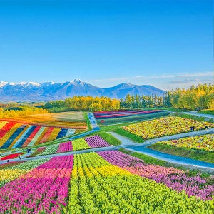 삿포로공항 패키지 삿포로 3박4일 6월 북해도라벤더 축제 북해도여행