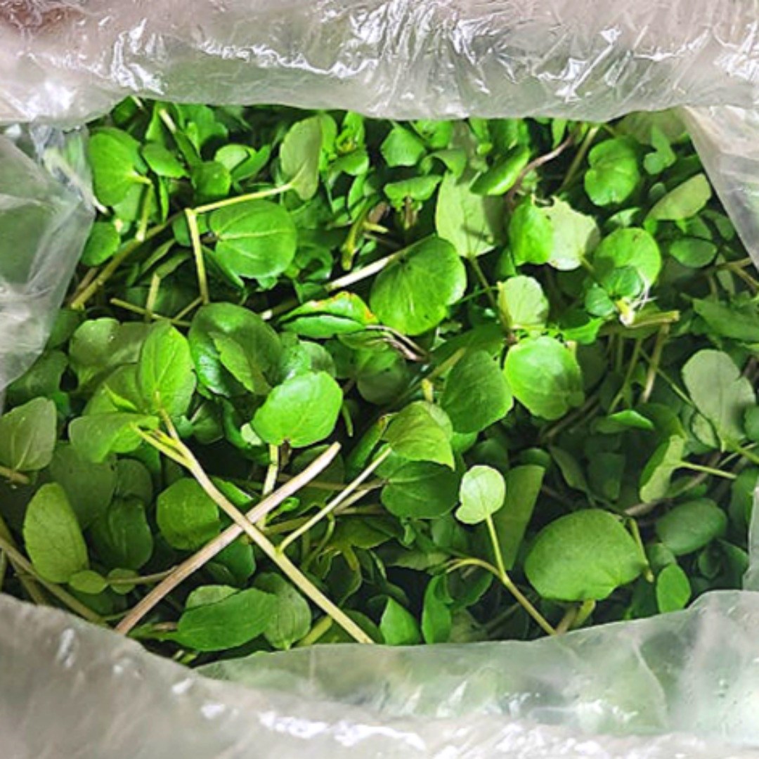 [국내산] 크레숑 <b>물냉이</b> 워터크레스 가락시장 직송  1개  300g