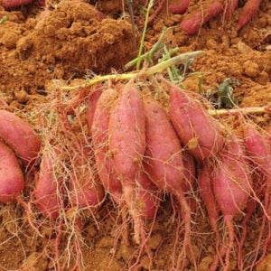 못난이 당진 호박고구마 5kg+5kg 17,900원!