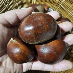 충남 부여 프리미엄 햇 대보밤1kg