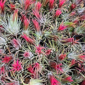 틸란드시아 이오난사 푸에고 소29 평소엔 초록색 꽃피면 붉은색 꽃비종합원 행잉 공중식물  공기정화식물