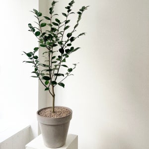 동백나무 중형 동백 겨울 꽃 화분 이태리토분 개업선물, 숲속SOOPSOK