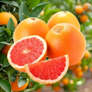 포미식탁 레드자몽 그레이프프루트 대 40과 (개당350g내외)