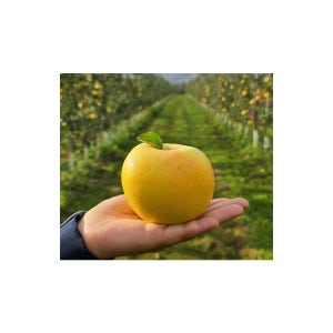 {청송도시농부}청송황금사과 9kg 26-28개 시나노골드