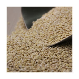 [회룡포정보화마을] 2025 예천 무농약 찰보리쌀 5kg