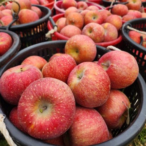 [사과꽃필무렵]경북 안동 새콤 달콤 2025년 꿀 햇 부사 사과 가정용 소과 5kg