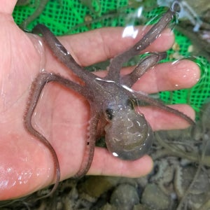 싱싱하고 쫄깃한 제철 세발낙지