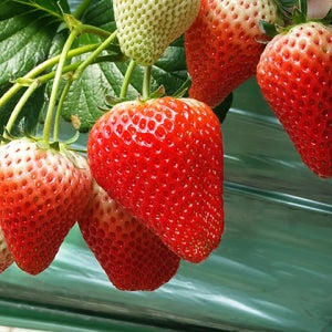 GAP인증 생딸기 설향 딸기 품질보증