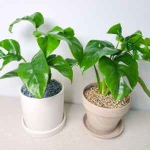 식집사를 위한 귀여운 반려식물 히메 몬스테라 소형 (11cm 포트)