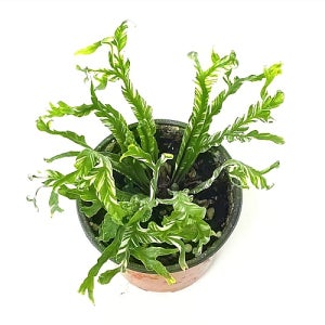 무늬 아비스 고사리화분 양치식물 키우기쉬운식물 꽃 나무 공기정화식물