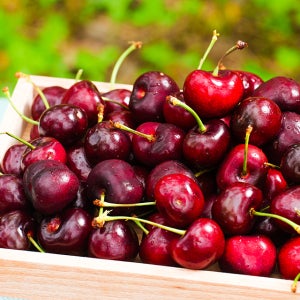 [전청프레시] 고당도 프리미엄 생 체리 로얄과