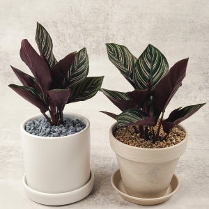 잎이 매력적인 칼라데아 오나타 (10cm 포트)