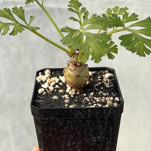 펠라고늄 크리스미폴리움 아프리카식물 코덱스 괴근식물