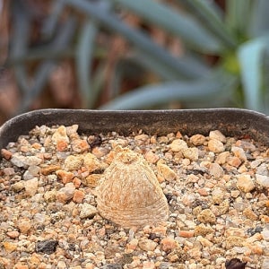 소노라에 아프리카식물 코덱스 괴근식물