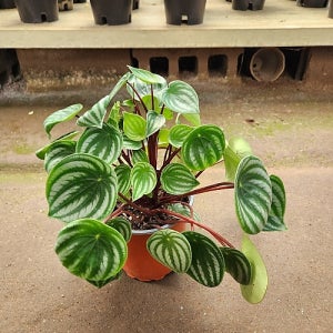 수박페페 대품 꽃 나무 공기정화식물