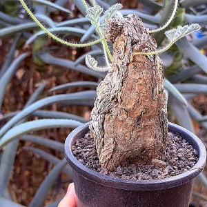 펠라고늄 트리스테 아프리카식물 코덱스 괴근식물