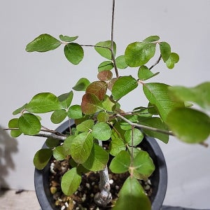 코미포라오르비쿨라리스 아프리카식물 코덱스 괴근식물