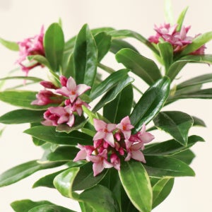 천리까지 꽃 향기 나는 식물 천리향 🎁선물 화분, 식물이좋다