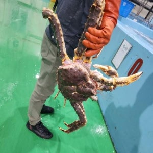 러시아 프리미엄 자숙 레드킹크랩 4.5kg 5kg 1미