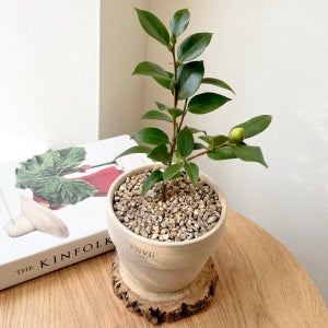 동백나무 동백꽃 겨울꽃 화분 베트남토분 플랜테리어, 숲속SOOPSOK