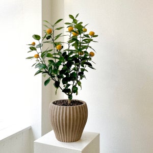 유주나무 사계귤나무 베트남토분 중형 과실수 열매 꽃, 숲속SOOPSOK