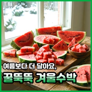 꿀뚝뚝 겨울 수박