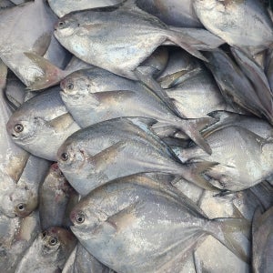 싱싱한 병어와 무우가 들어있는 매콤 간편 병어조림 1팩(820g) 제주 갈치 조림 밀키트 1팩 (650g)