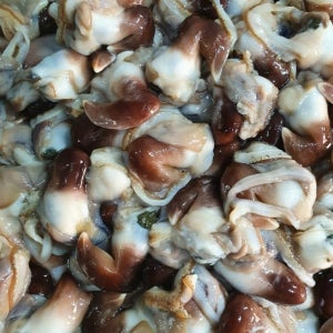 남해안 새조개 200g 내외 (정품)