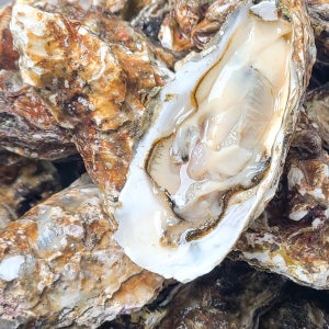 짭조름한 풍미와 탱글한 식감의 산지직송 여수 각굴 석화 10kg