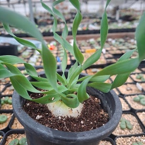 6082  알부카 콘코르디아 아프리카식물 코덱스 괴근식물