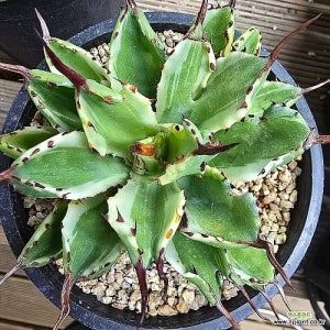 아가베 큐빅금 변이 1208 8